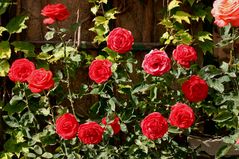 Freitagsrose22181