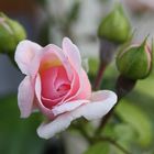 Freitagsrose_2917