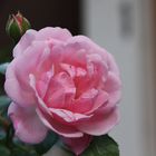 Freitagsrose_3034