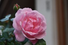 Freitagsrose_3034