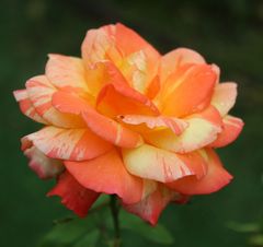 Freitagsrose_3652