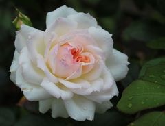 Freitagsrose_3660