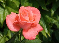 Freitagsrose_4959