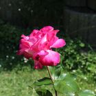 Freitagsrose_5319