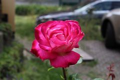 Freitagsrose_5386