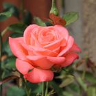 Freitagsrose_5465