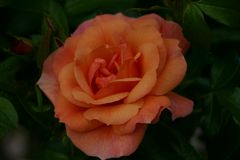 Freitagsrose_6943