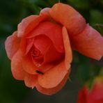 Freitagsrose_7023 mit Wassersammlerin