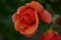 Freitagsrose_7023 mit Wassersammlerin