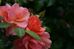 Freitagsrose_7048