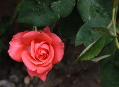 Freitagsrose_7142