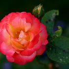 Freitagsrose_8316a