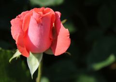 Freitagsrosen aus den Garten