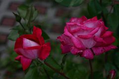 Freitagsrosen im Schatten