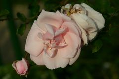 Freitagsrosen_7510