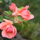 Freitagsrosen_8394 nach dem Regenschauer