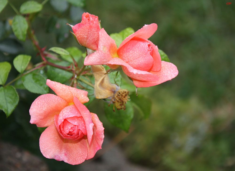 Freitagsrosen_8394 nach dem Regenschauer