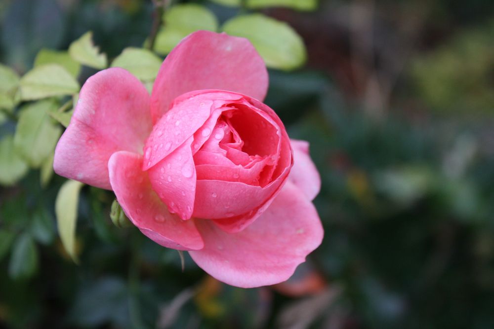 Freitgsrose 5922