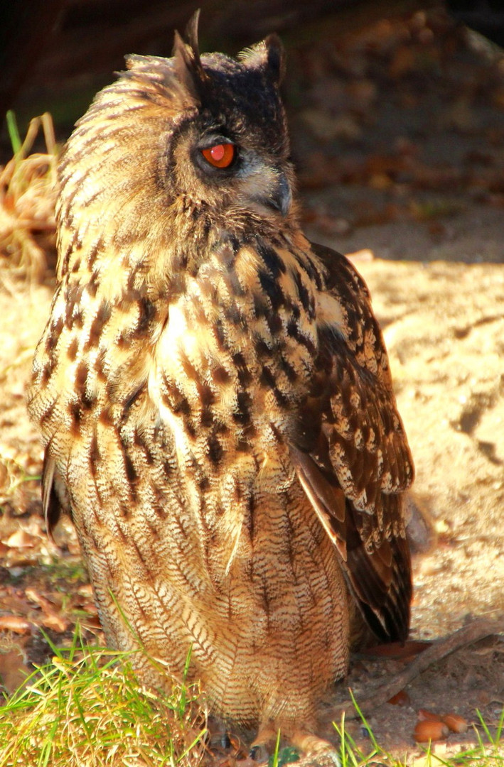 Freiwildgehege in Gangelt