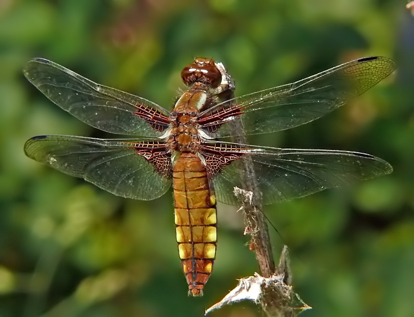 Freiwillig Portrait saß mir dieses Plattbauch-Weibchen...