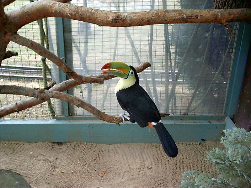 Freizeitpark Geiselwind...Tukan