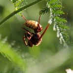 Frelon et son repas (MACRO)