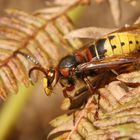 Frelon prêt à l'envol