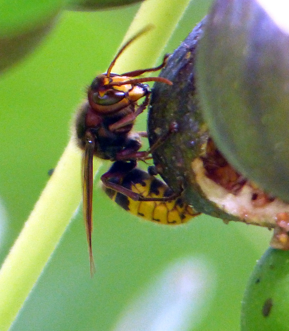 frelon se delectant de figues