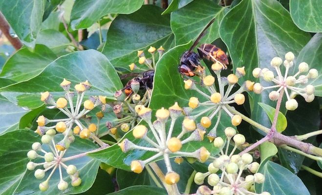 Frelons asiatiques (Vespa velutina)