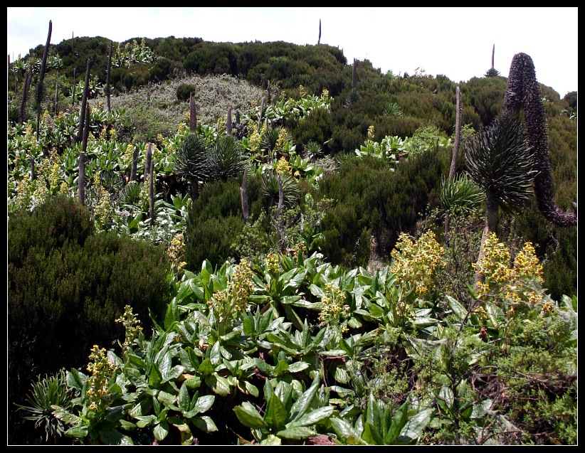 Fremdartige Vegetation im Vulkankrater, Uganda