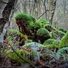 Fremdartige Wesen bevölkern den Wald....