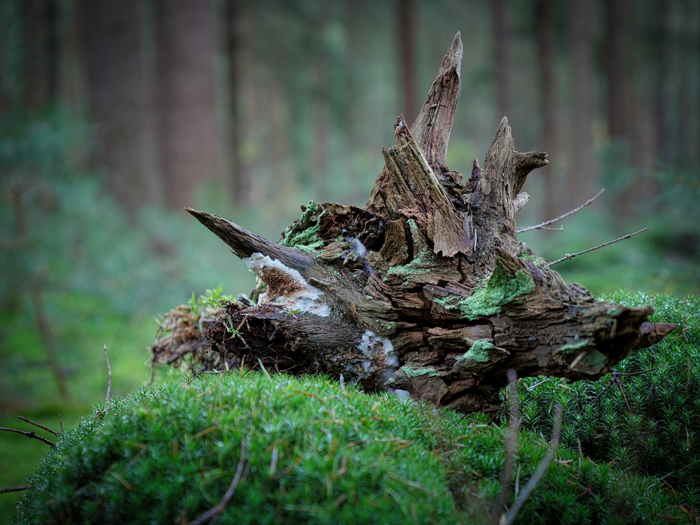 Fremdartige Wesen bevölkern den Wald....