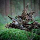 Fremdartige Wesen bevölkern den Wald....