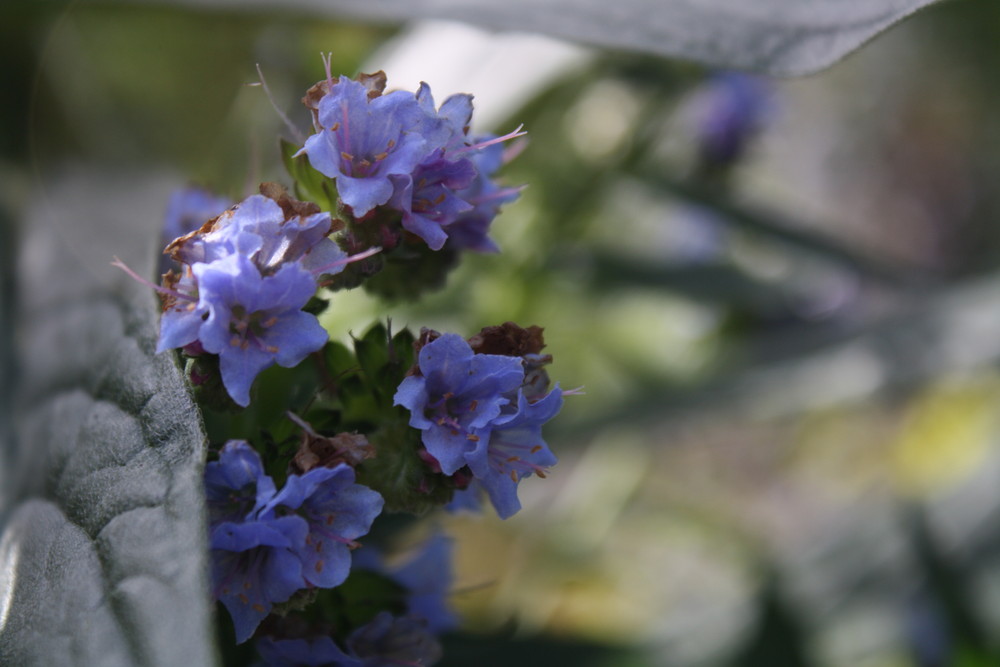 Fremde blaue Blume