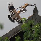 Fremde Höpfe auf Besuch