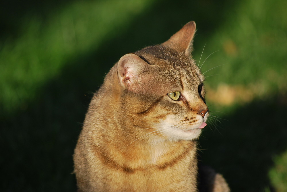 Fremde Katz im Garten und streckt noch die Zunge raus!