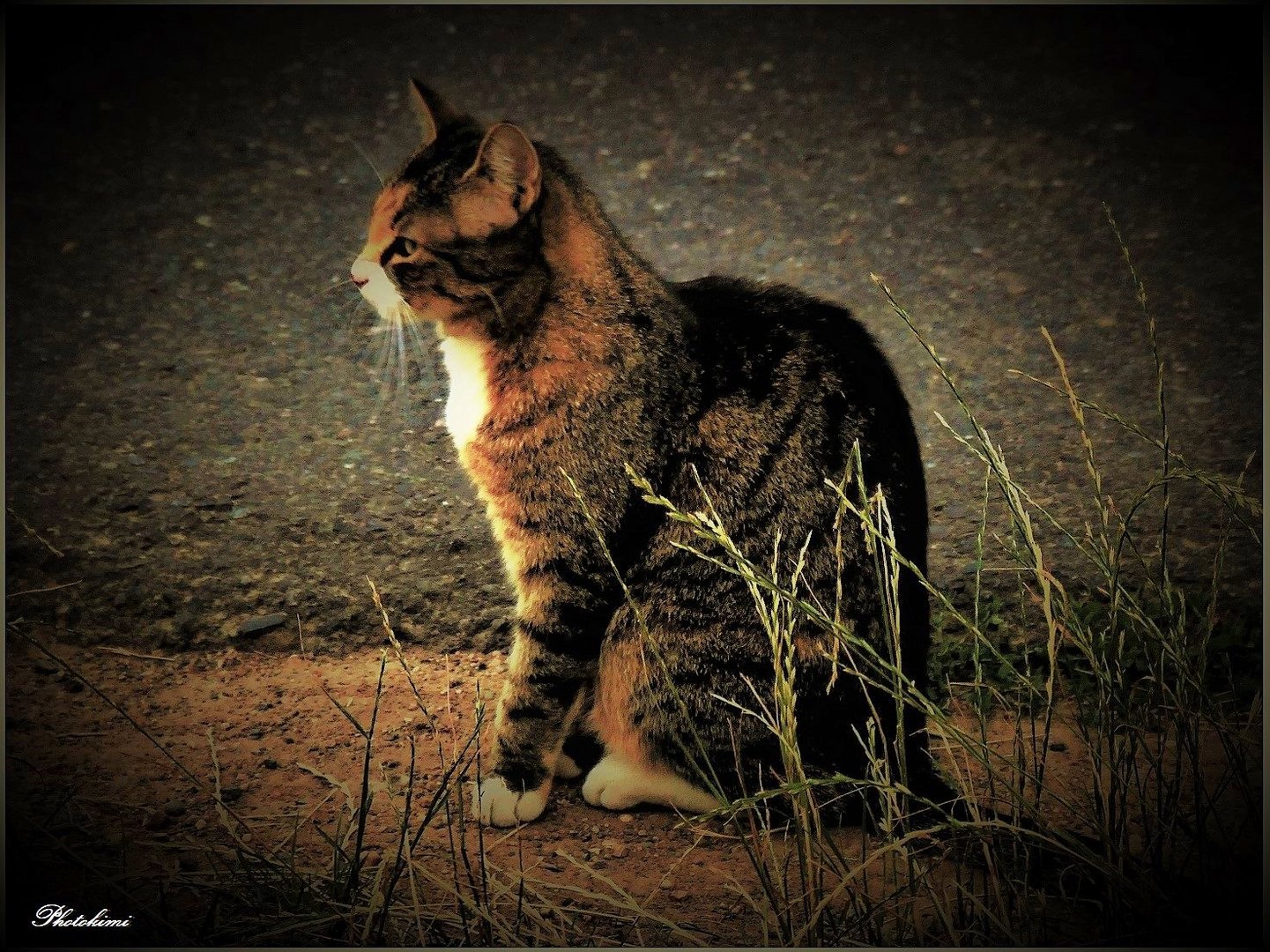 Fremde Katze Foto & Bild tiere, haustiere, katzen Bilder auf