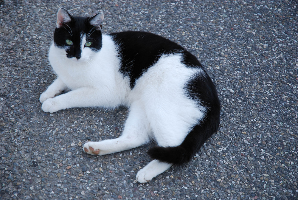 Fremde Katze auf Stein