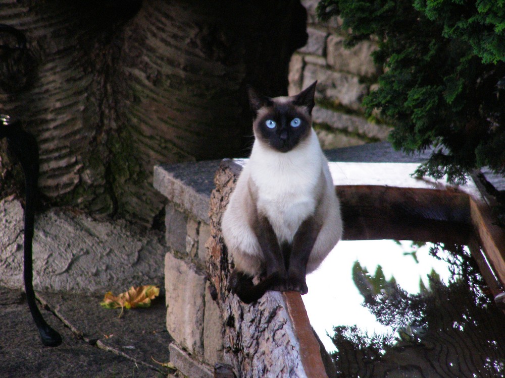 Fremde Katze im Garten