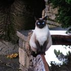 Fremde Katze im Garten