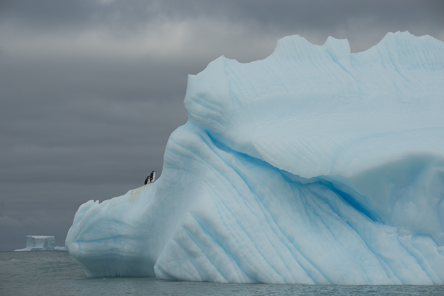 Fremde Welten... Zügelpinguine in ihrem Element