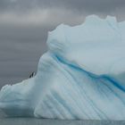 Fremde Welten... Zügelpinguine in ihrem Element