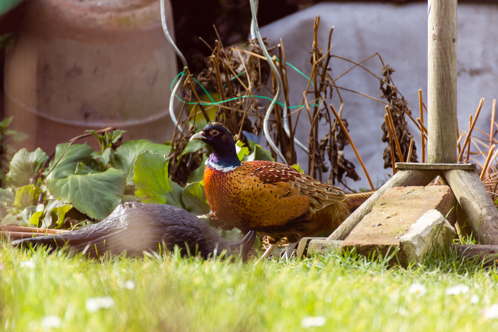 fremder Besuch am Vogelhäuschen