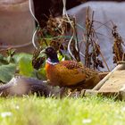 fremder Besuch am Vogelhäuschen