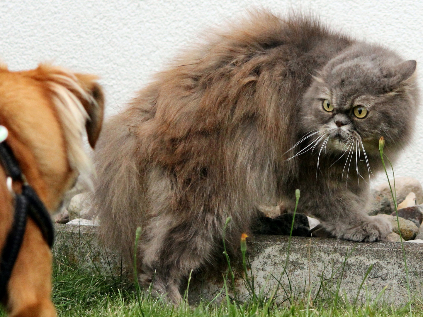 (Fremder) Hund und Katz