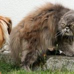 (Fremder) Hund und Katz