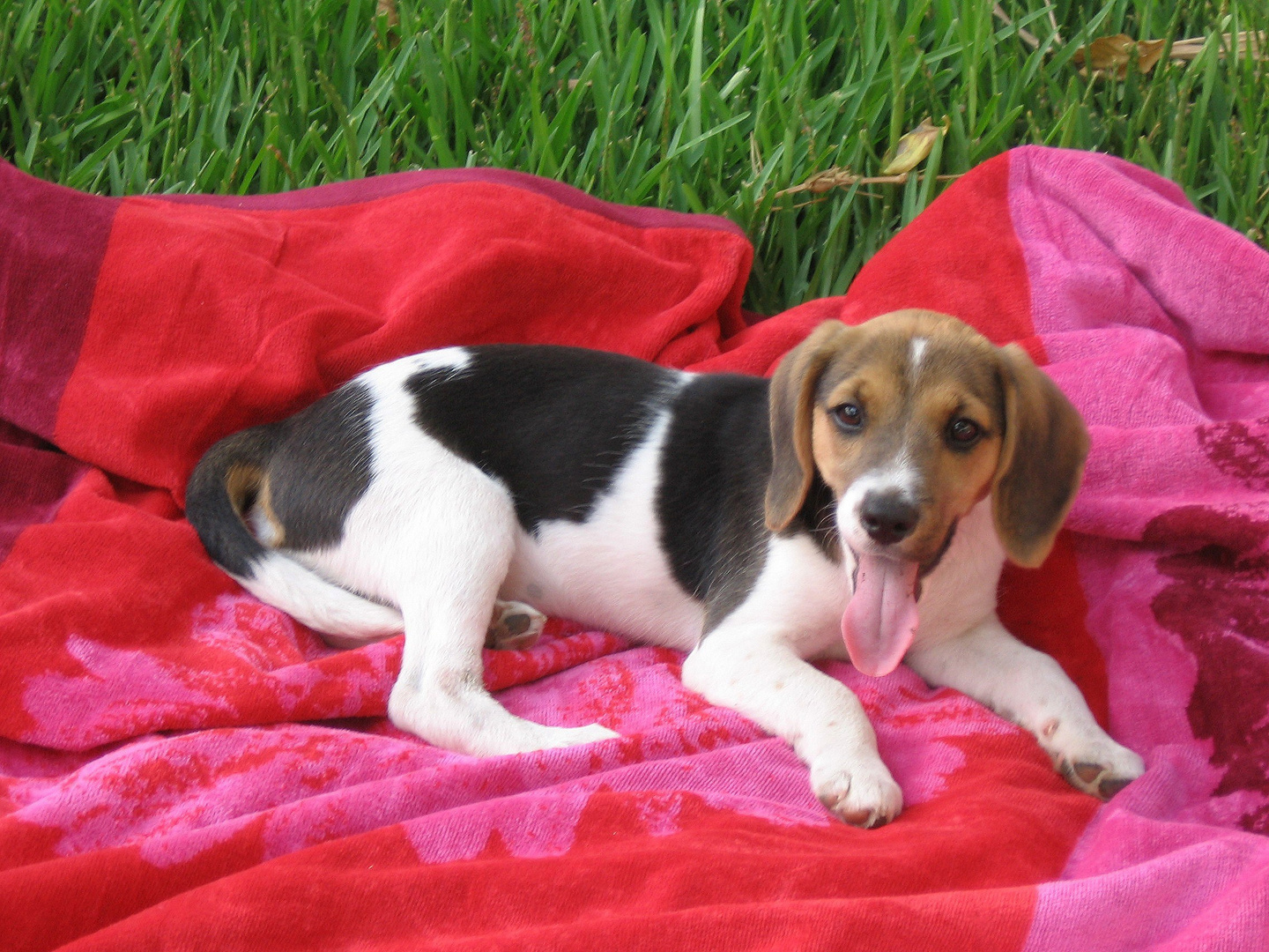 Fremder Hund zu Besuch