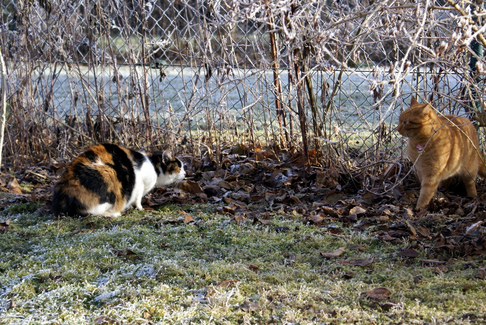 Fremder Kater im Garten - gleich geht´s los