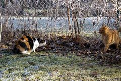 Fremder Kater im Garten - gleich geht´s los