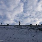 Fremder Vogel am Strohdach! Was will der Kranich hier?